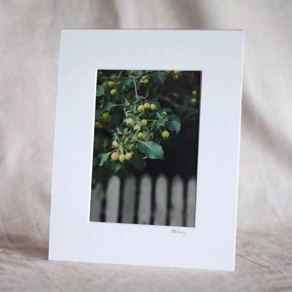 "Apple Harvest" 5x7 Photography Print - Picture 1 of 3